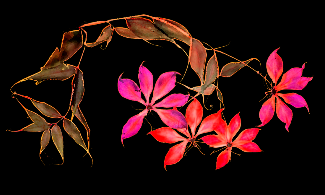 Que signifie Anatopik ?