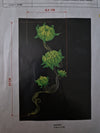 NEW Broderie montante Collector SAVEURS VERT